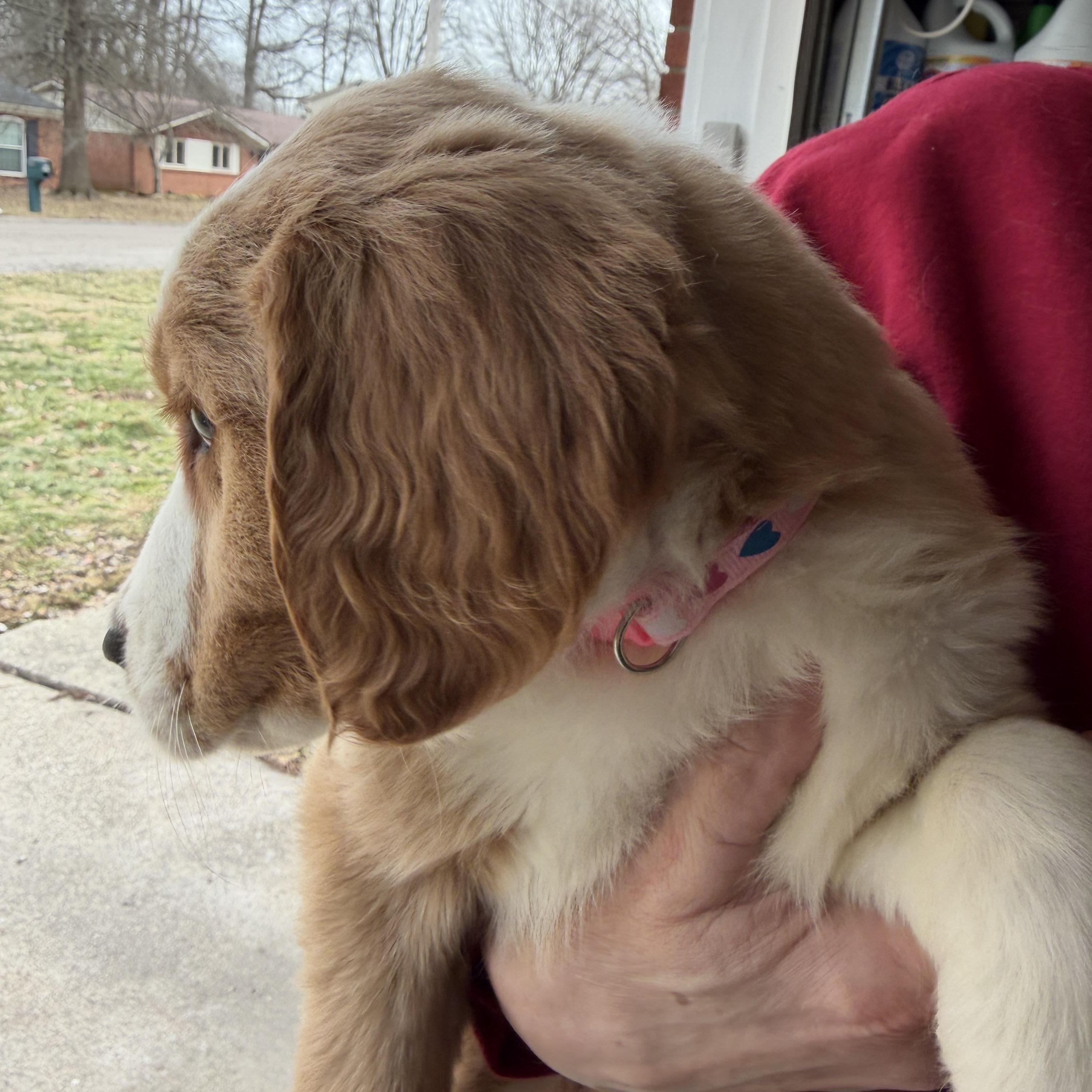 Enlarge Breezy, an adopted mixed breed in Jeffersonville, IN image 3/3
