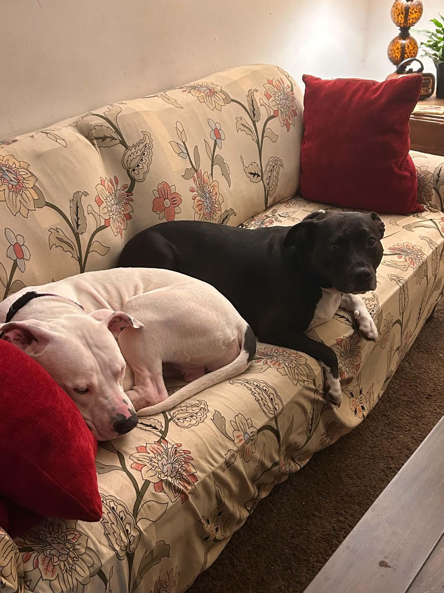 Enlarge Tick, a Adoptable Pit Bull Terrier in Levittown, NY image 2/5