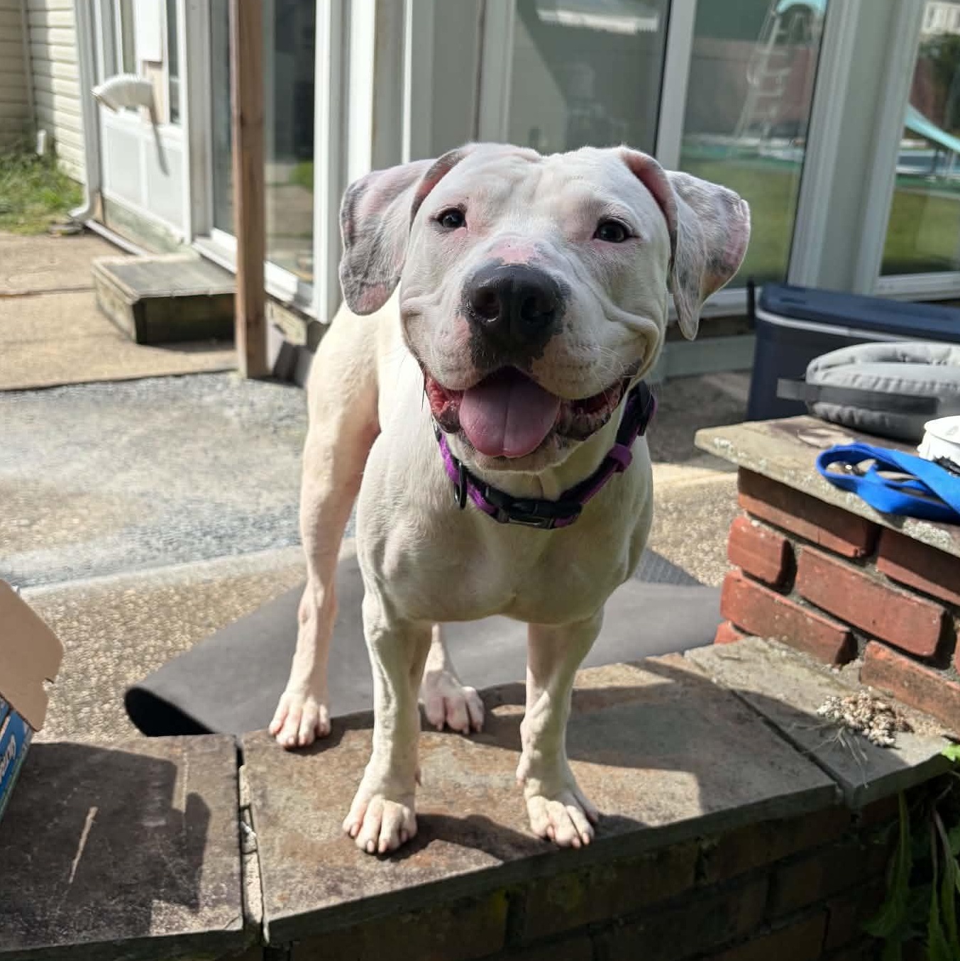 Tick, Adoptable, Young Male Pit Bull Terrier.