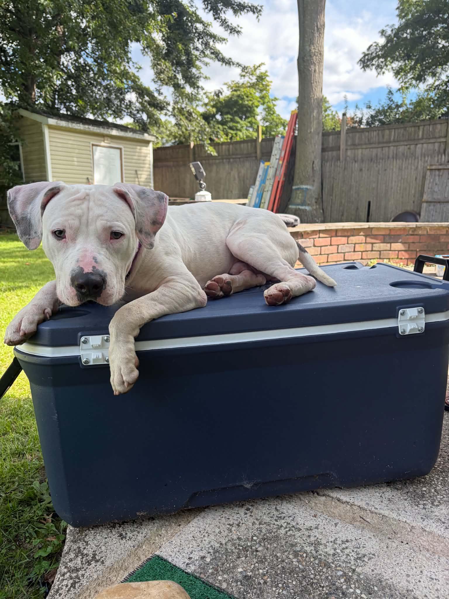 Enlarge Tick, a Adoptable Pit Bull Terrier in Levittown, NY image 3/5