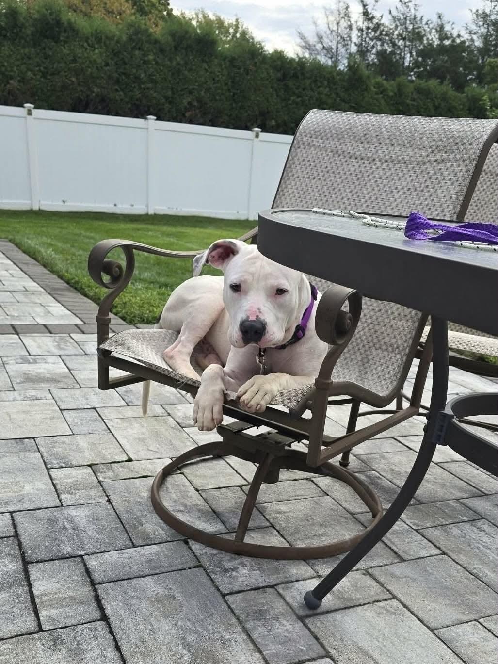 Enlarge Tick, a Adoptable Pit Bull Terrier in Levittown, NY image 4/5