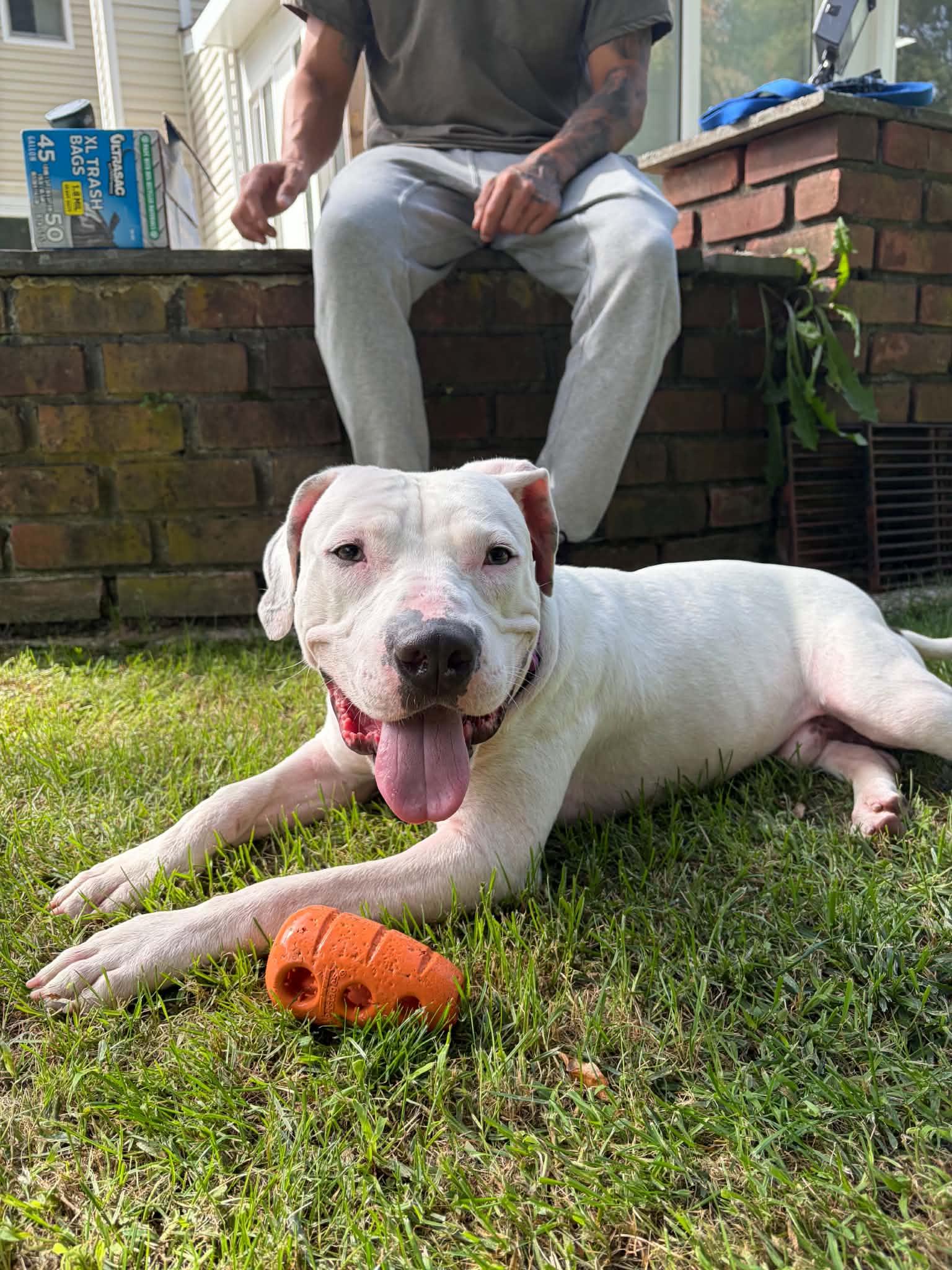 Enlarge Tick, a Adoptable Pit Bull Terrier in Levittown, NY image 5/5
