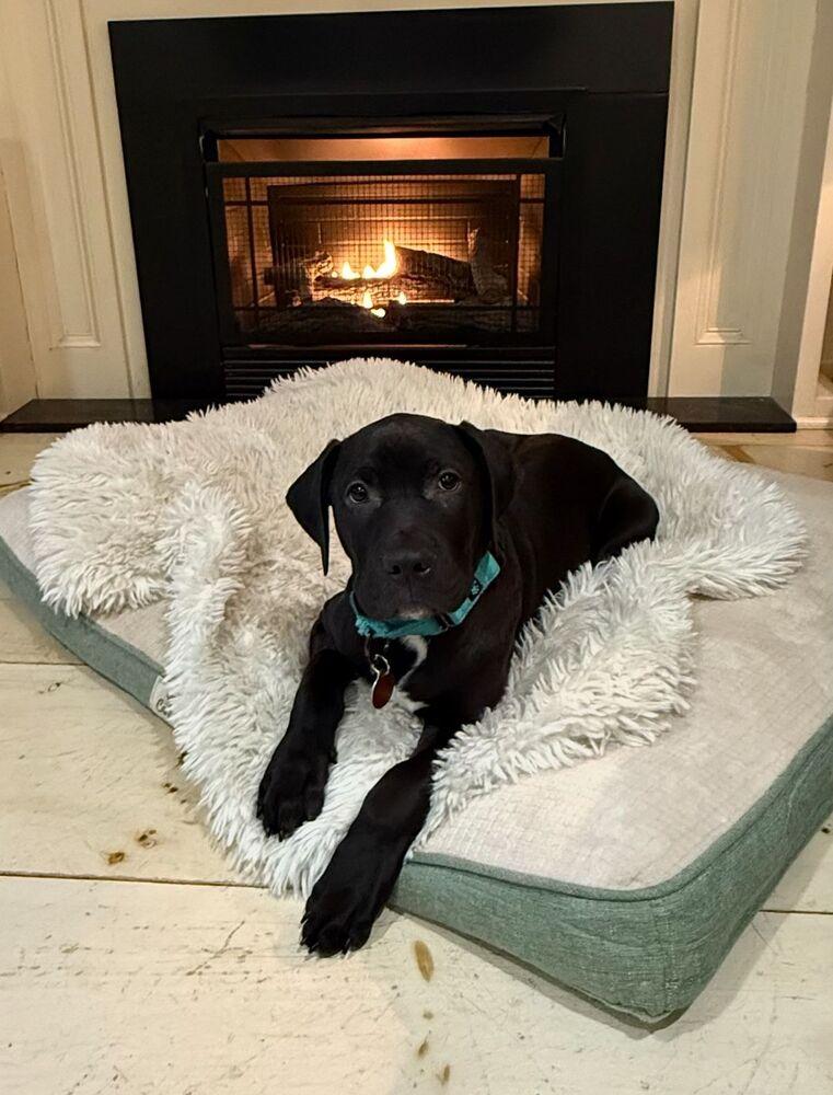 Howard (FOSTERED LOCALLY), Adoptable, Puppy Male Pit Bull Terrier & Cane Corso.