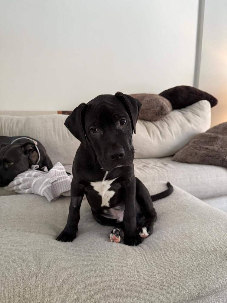 Howard (FOSTERED LOCALLY), Adoptable, Puppy Male Pit Bull Terrier & Cane Corso.
