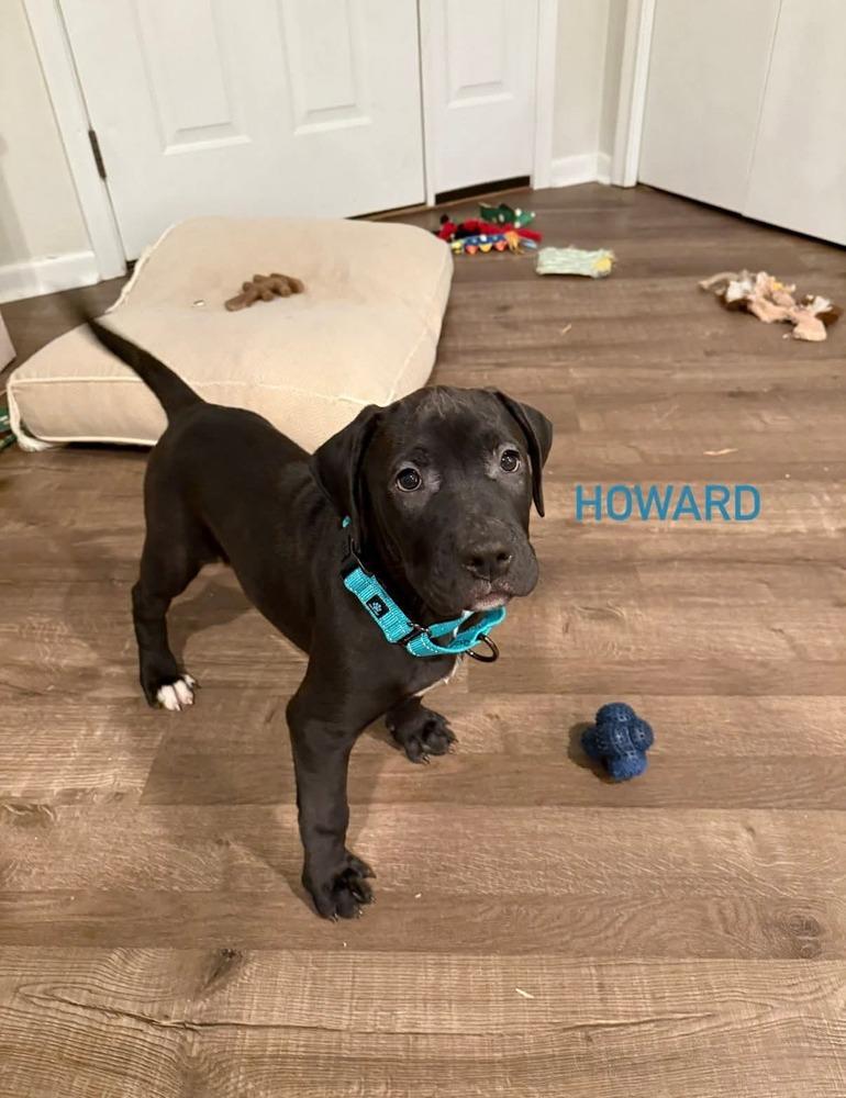 Enlarge Howard (FOSTERED LOCALLY), a Adoptable mixed breed in Leverett, MA image 2/5