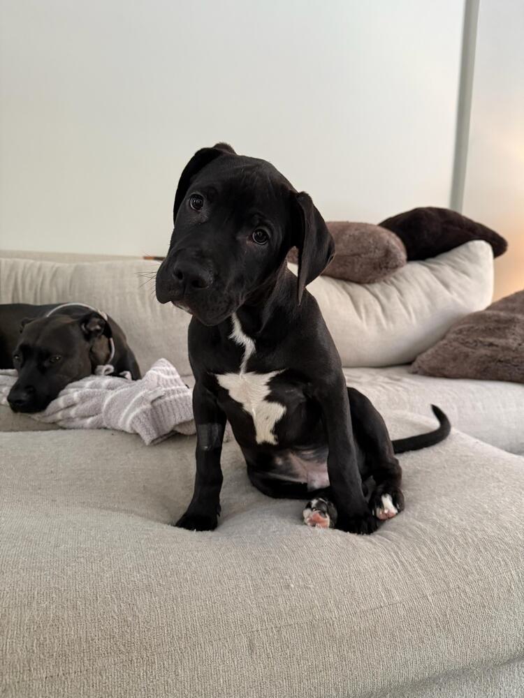 Enlarge Howard (FOSTERED LOCALLY), a Adoptable mixed breed in Leverett, MA image 4/5