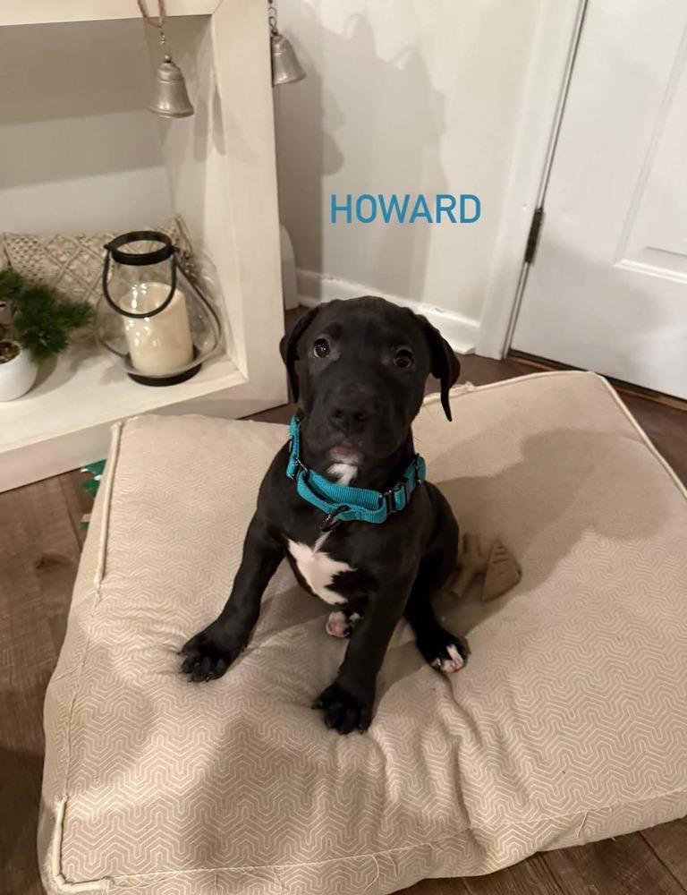 Enlarge Howard (FOSTERED LOCALLY), a Adoptable mixed breed in Leverett, MA image 5/5