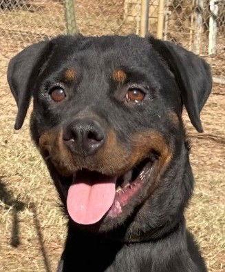 Moka, Adoptable, Adult Female Rottweiler.