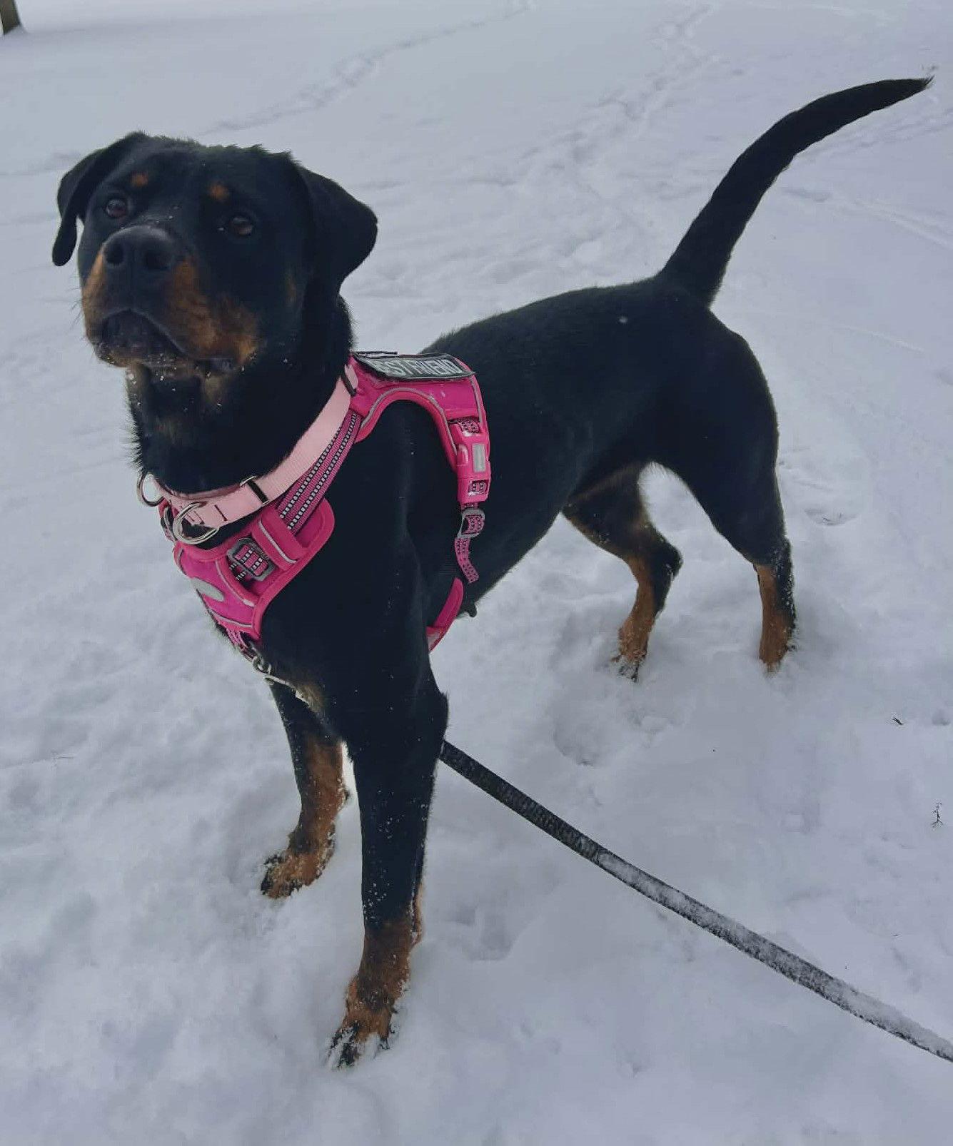 Moka, Adoptable, Adult Female Rottweiler.