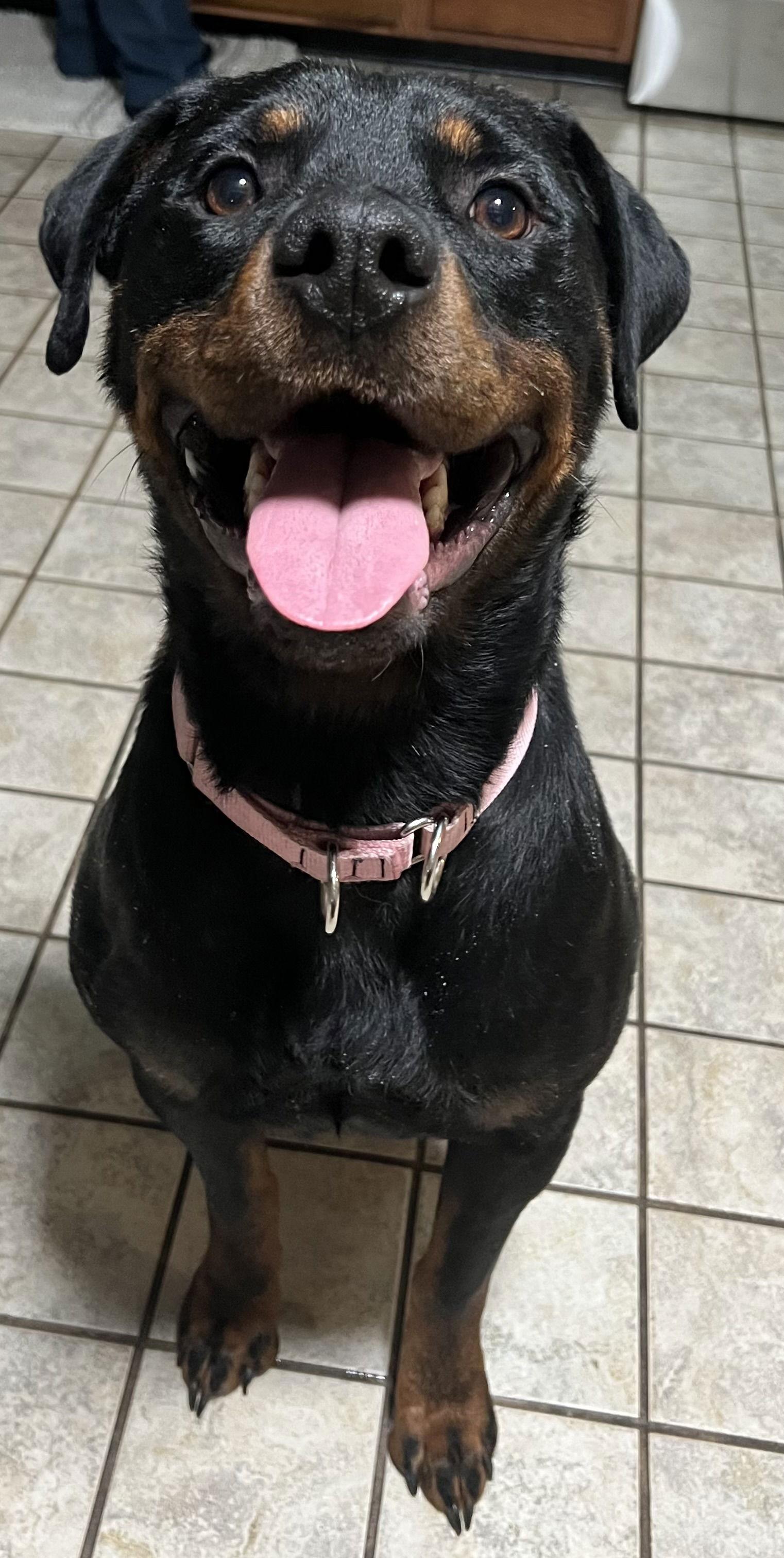 Enlarge Moka, a Adoptable Rottweiler in Hillsboro, NH image 3/3