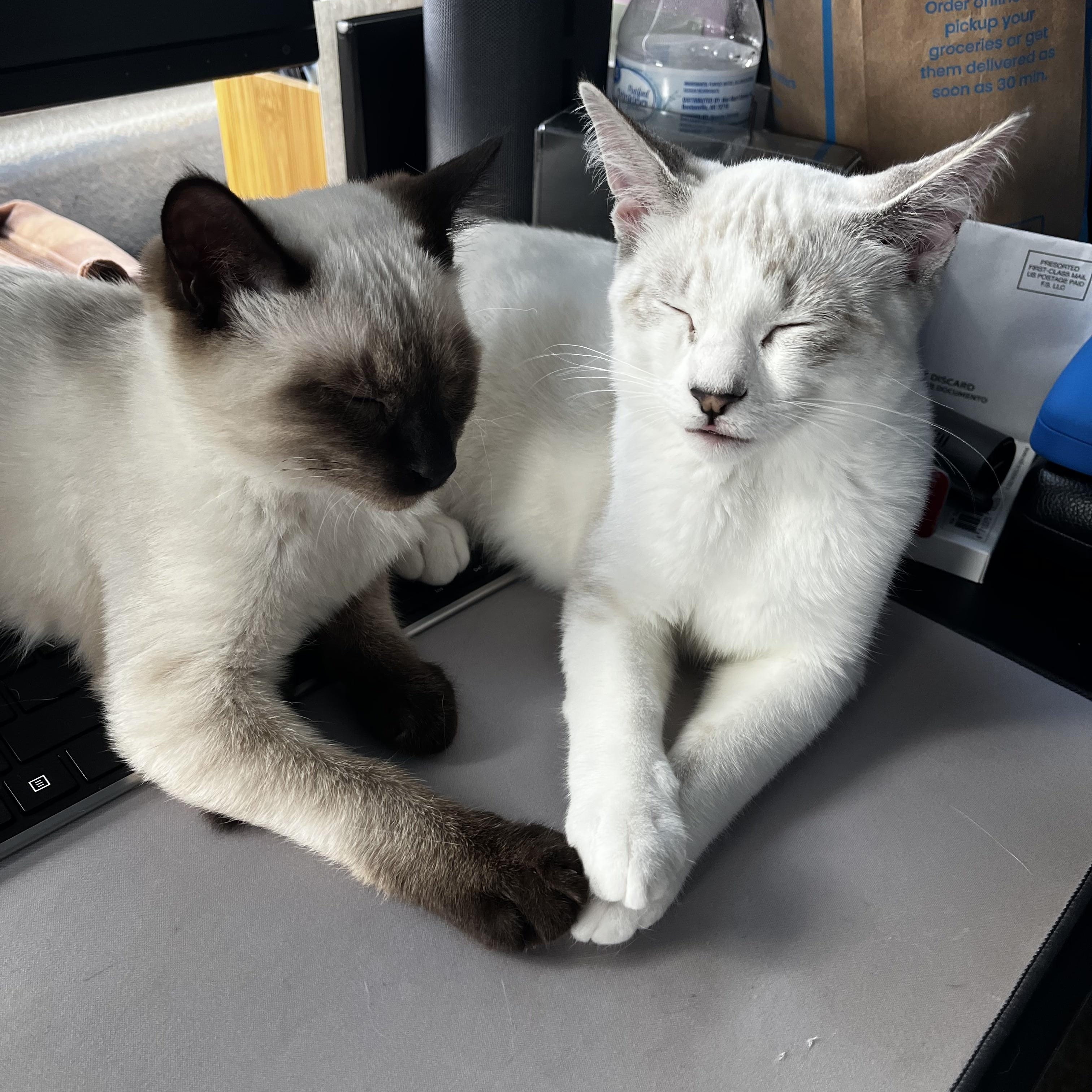 Enlarge Smudge, an adopted Domestic Short Hair in Davis, CA image 6/6