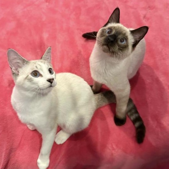 Enlarge Smudge, an adopted Domestic Short Hair in Davis, CA image 3/6