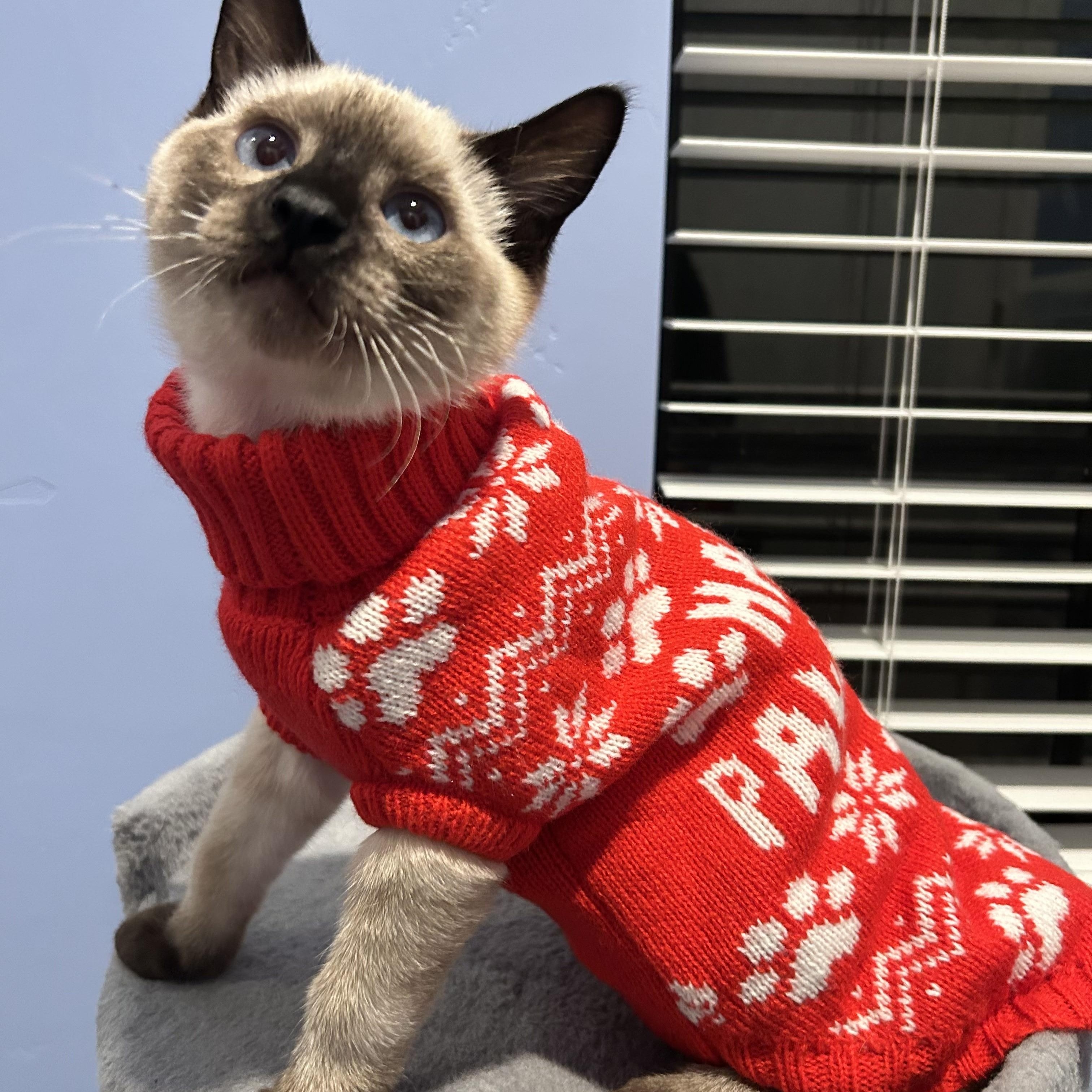 Enlarge Smudge, an adopted Domestic Short Hair in Davis, CA image 2/6