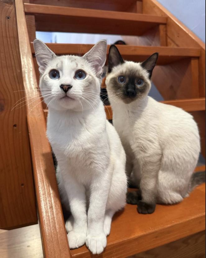 Enlarge Smudge, an adopted Domestic Short Hair in Davis, CA image 4/6