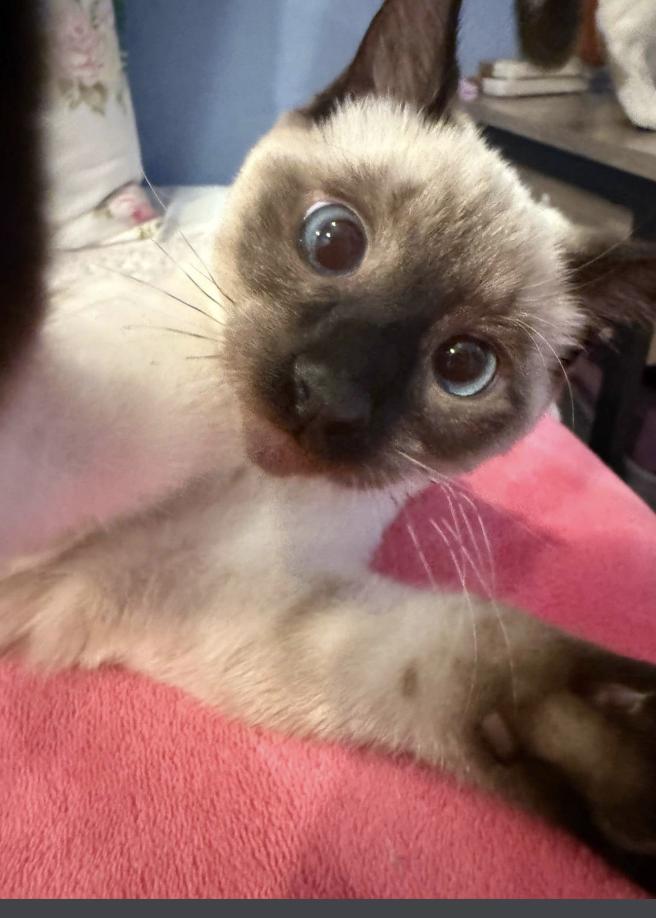 Enlarge Smudge, an adopted Domestic Short Hair in Davis, CA image 5/6