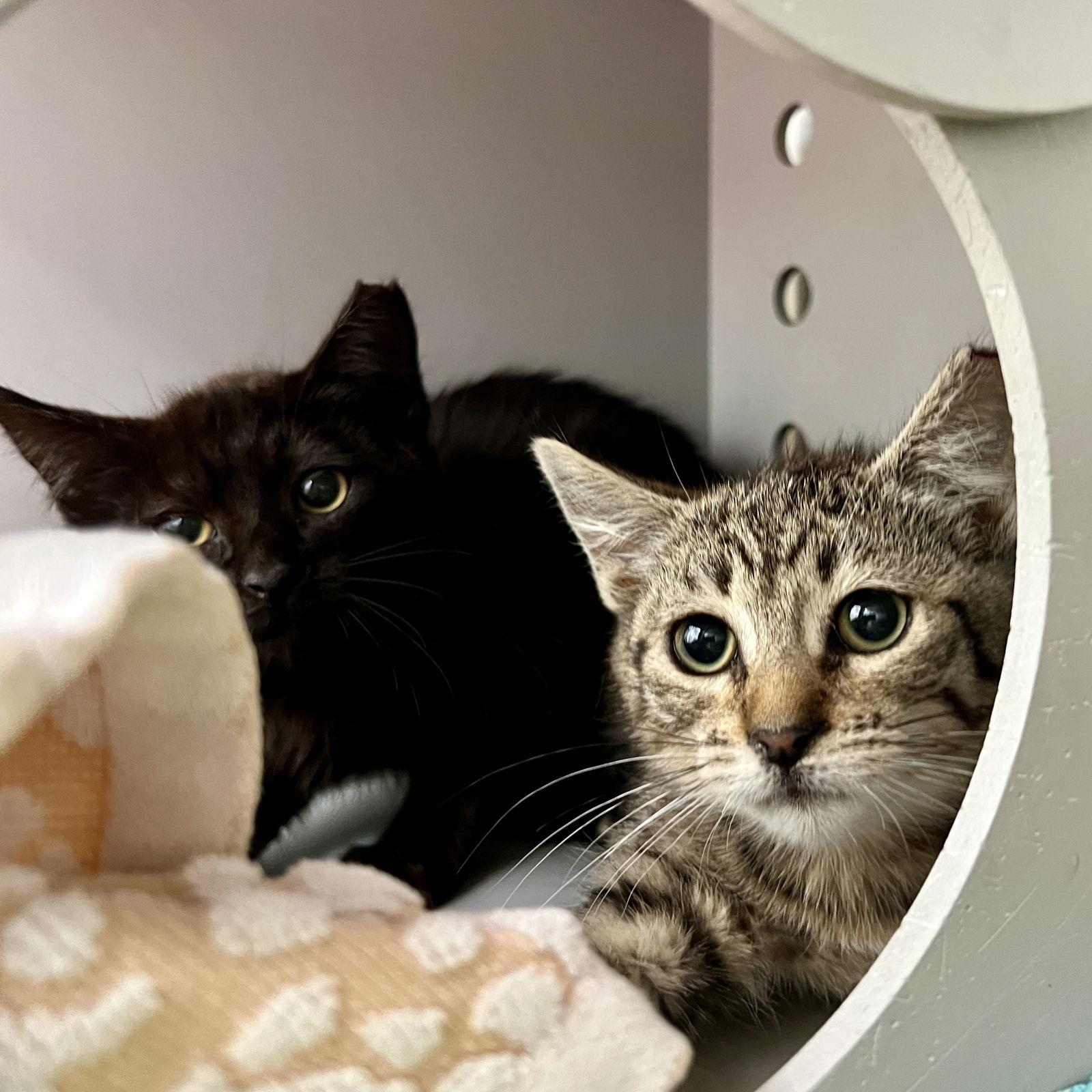 Enlarge (ID# 83151), a Adopted Domestic Short Hair in Oakland, CA image 1/1