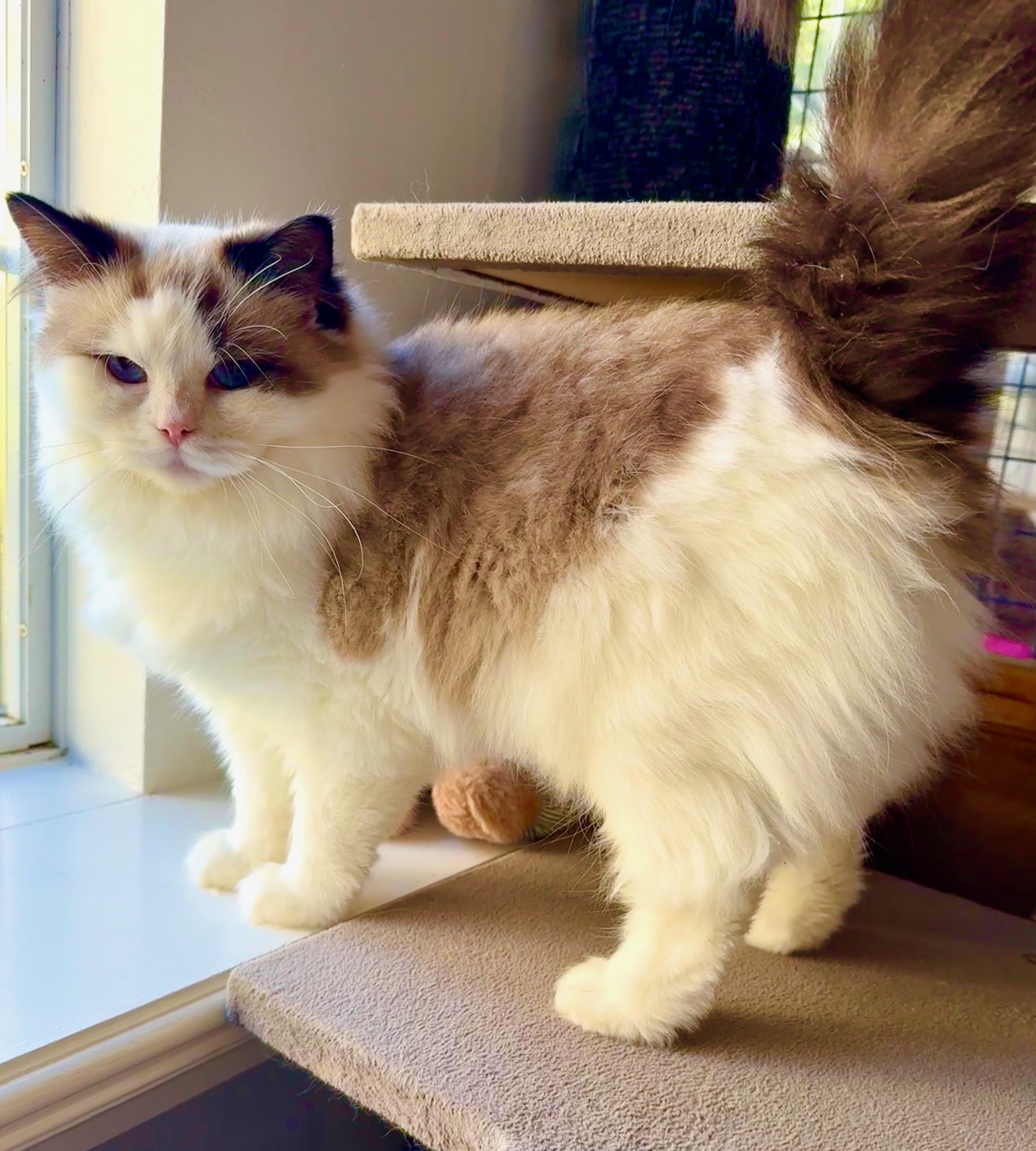 Enlarge Latte, a Adoptable Ragdoll in Davis, CA image 1/3