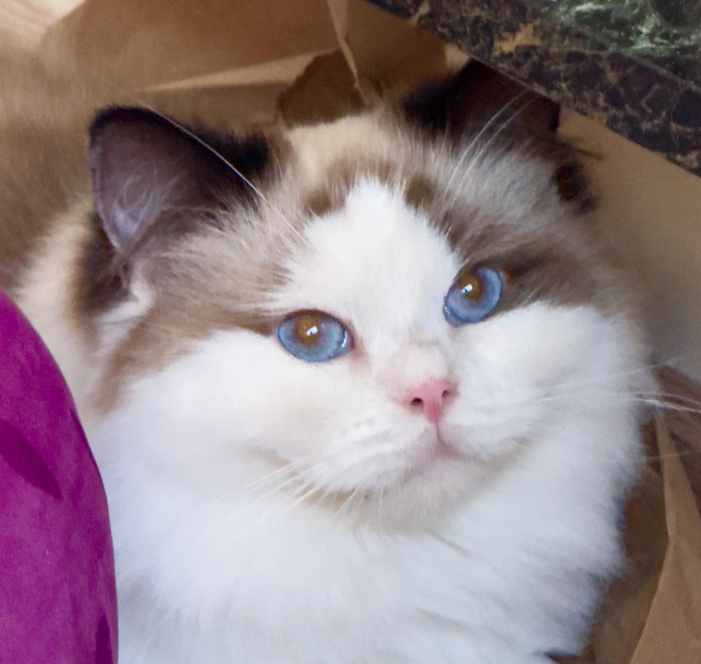 Enlarge Latte, a Adoptable Ragdoll in Davis, CA image 2/3