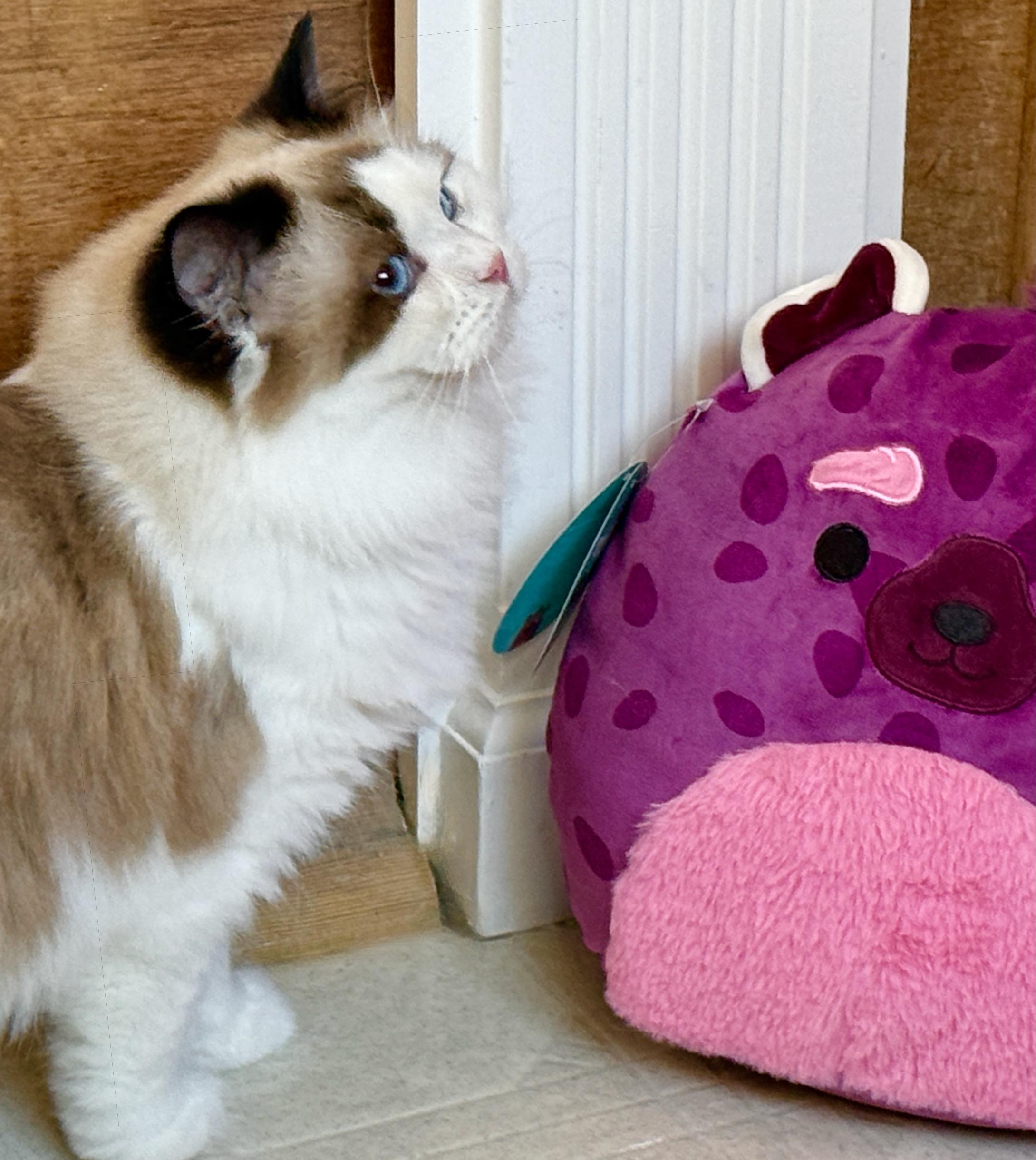 Enlarge Latte, a Adoptable Ragdoll in Davis, CA image 3/3