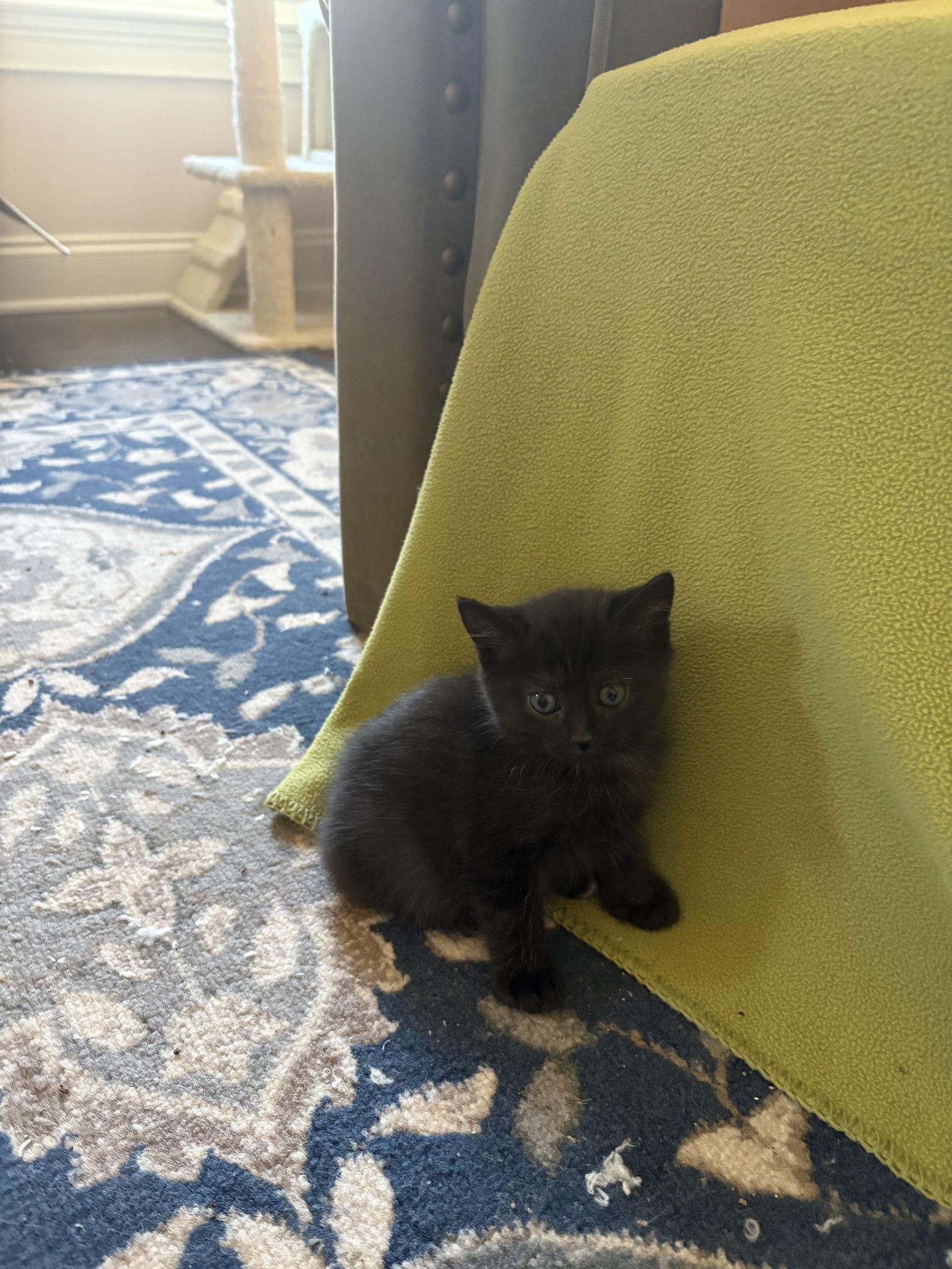 Enlarge Tilly, a Adopted Domestic Short Hair in Buford, GA image 1/2