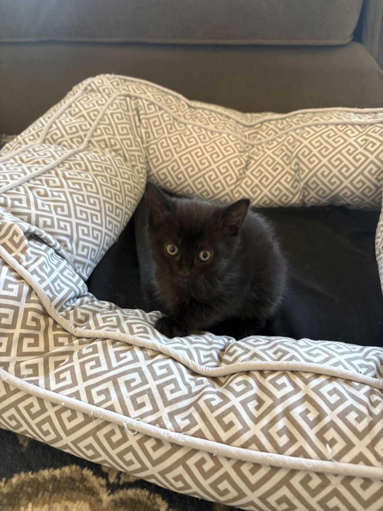 Enlarge Tilly, a Adopted Domestic Short Hair in Buford, GA image 2/2