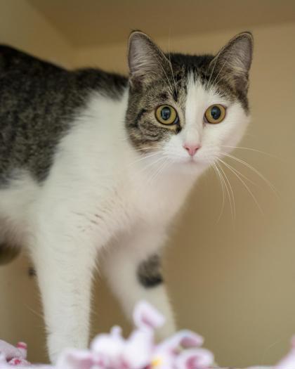 Splash, Adoptable, Adult Female Domestic Short Hair & Domestic Short Hair.