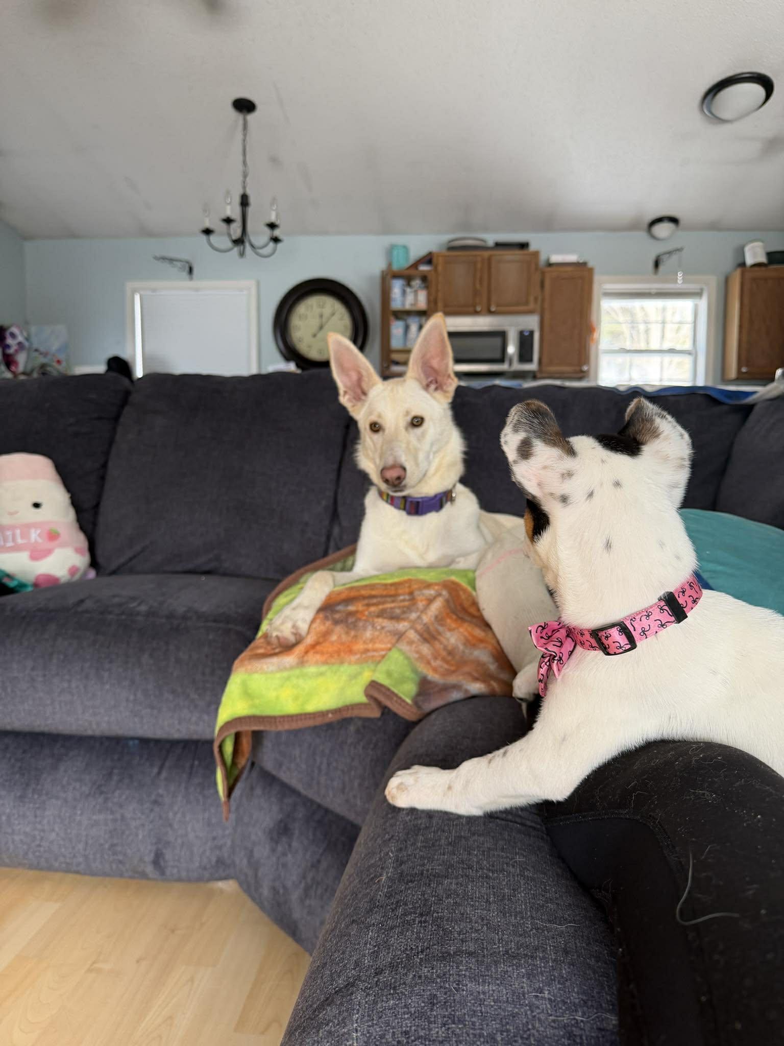 Enlarge Uno, a ADOPTABLE mixed breed in Brunswick, ME image 3/3