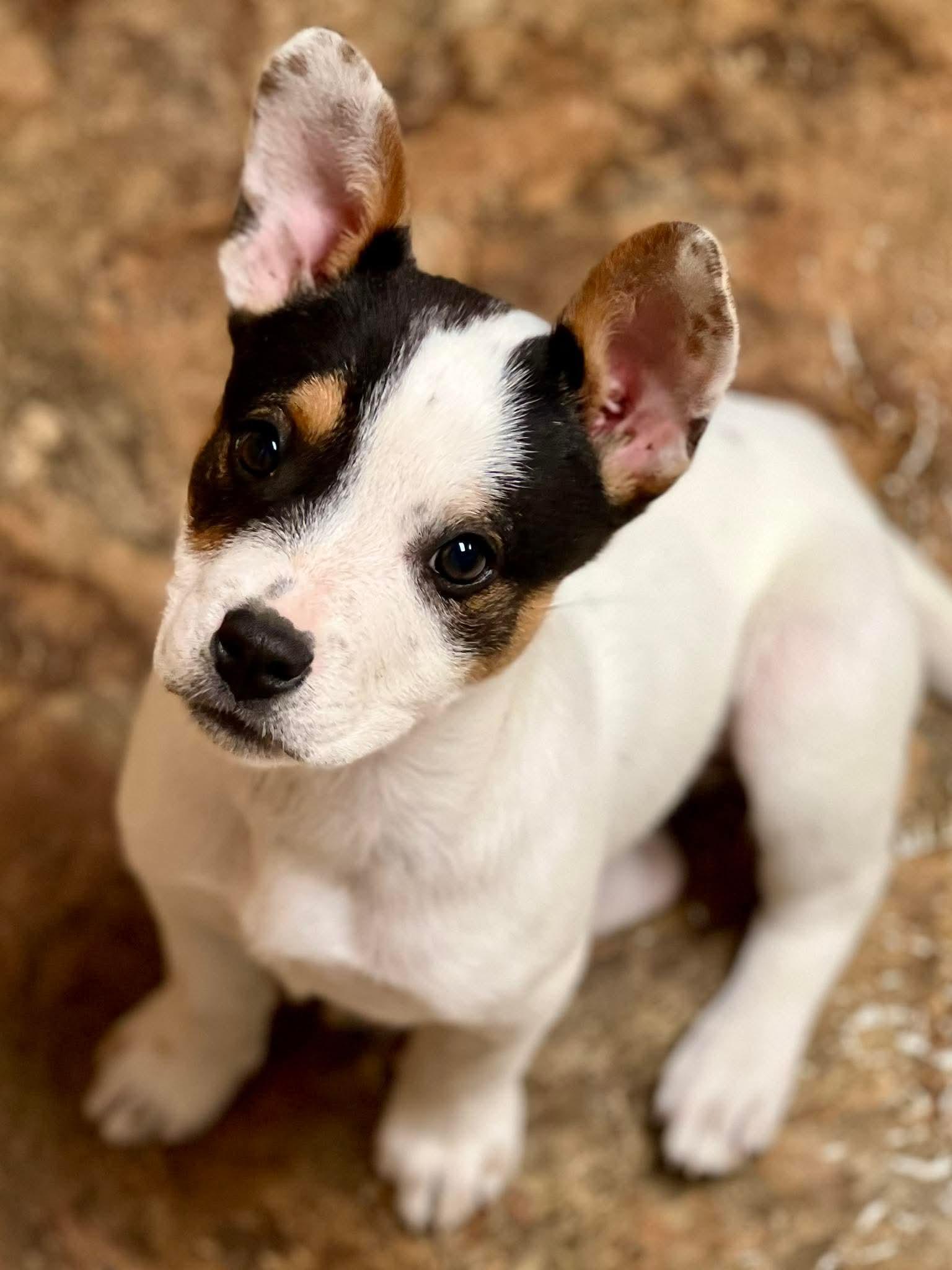 Uno, ADOPTABLE, Puppy Female Mixed Breed.