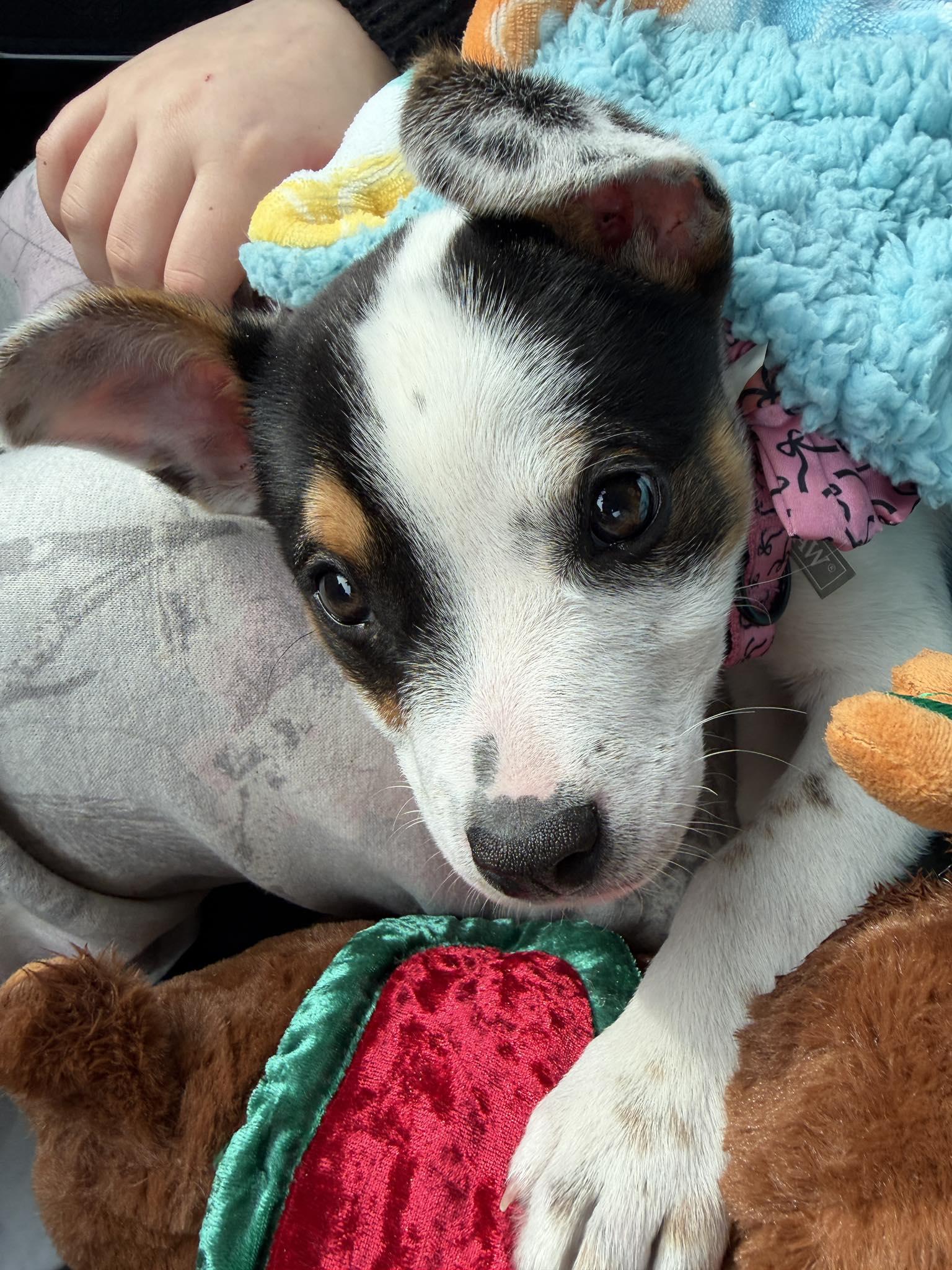 Enlarge Uno, a ADOPTABLE mixed breed in Brunswick, ME image 2/3