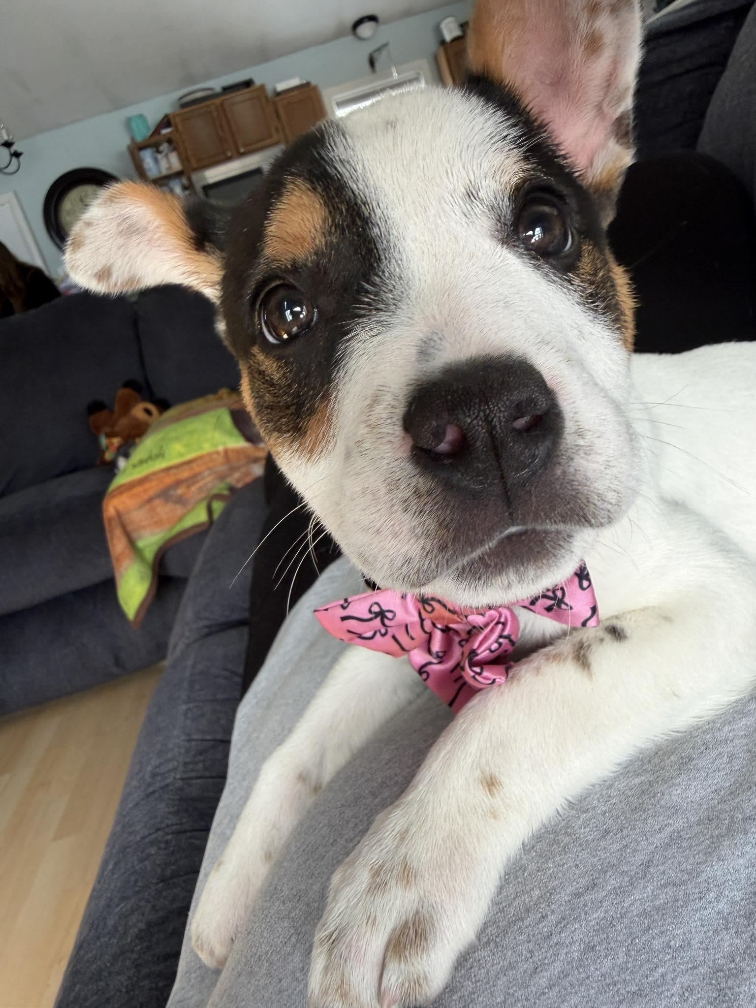 Enlarge Uno, a ADOPTABLE mixed breed in Brunswick, ME image 1/3