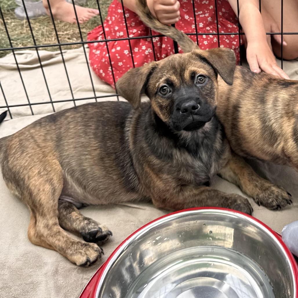 Alder, Adoptable, Puppy Male Mixed Breed.