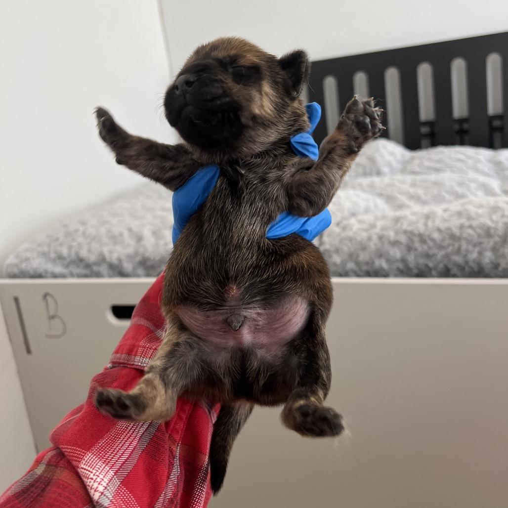 Alder, a Adoptable Mixed Breed in Hailey, ID image 1/4