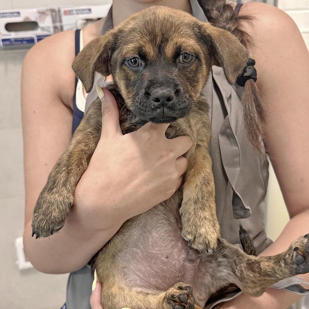 Alder, a Adoptable Mixed Breed in Hailey, ID image 2/4