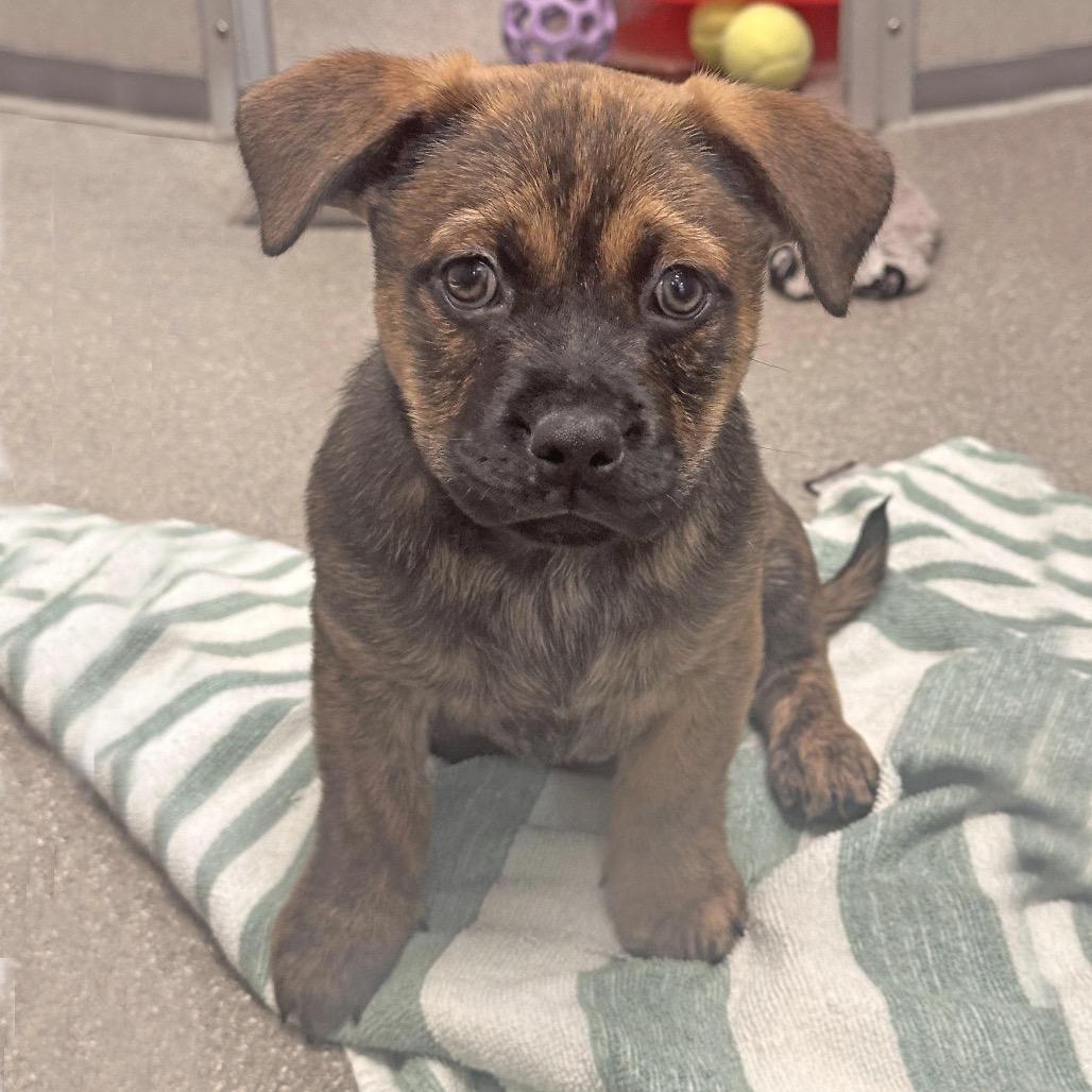Alder, a Adoptable Mixed Breed in Hailey, ID image 3/4