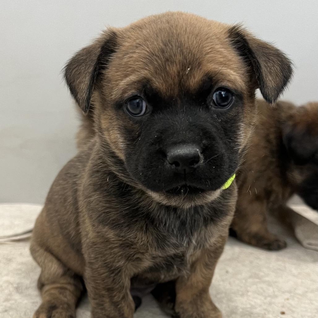 Alder, a Adoptable Mixed Breed in Hailey, ID image 4/4