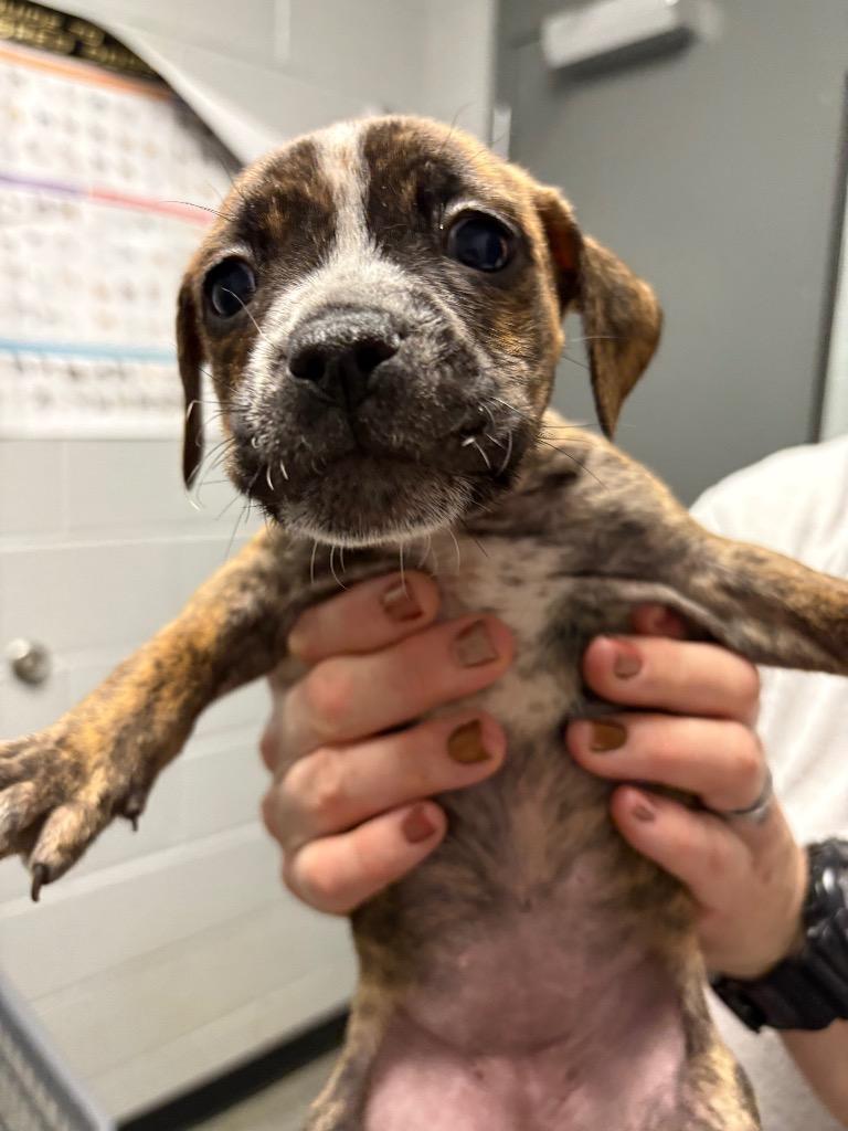 S Pup 6, Adoptable, Puppy Female Pit Bull Terrier & Mixed Breed.