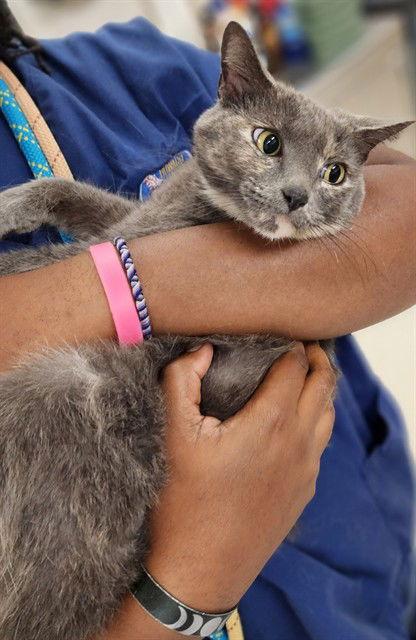 Enlarge 47591 - Missy, a Adopted Domestic Short Hair in Ellicott City, MD image 1/1