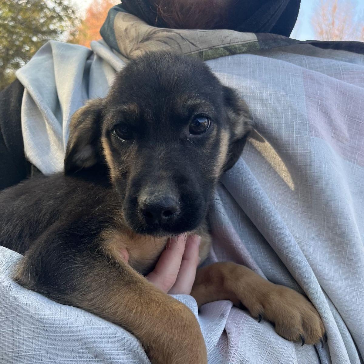 Raiden, Adopted, Puppy Male German Shepherd Dog.