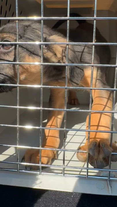 Enlarge Raiden, a Adopted German Shepherd Dog in Suffield, CT video 2/2