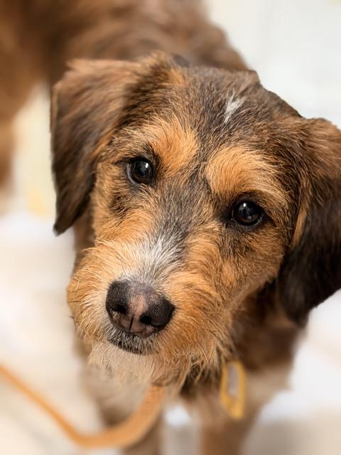 Enlarge Peaches, an adopted mixed breed in Sparta, NJ image 5/5