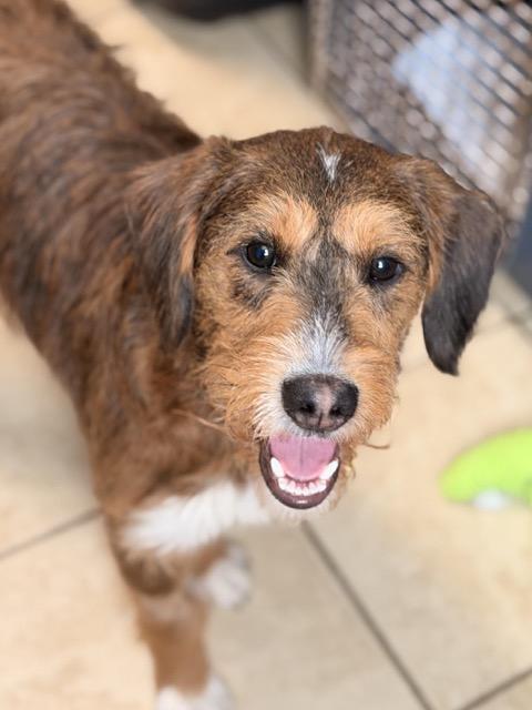 Enlarge Peaches, an adopted mixed breed in Sparta, NJ image 4/5