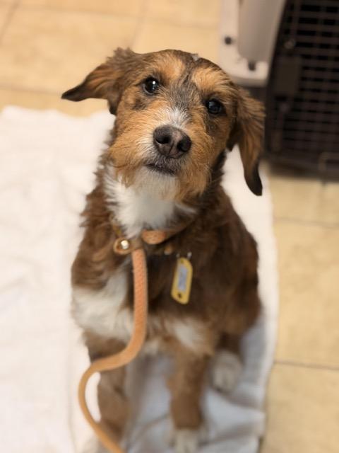 Enlarge Peaches, an adopted mixed breed in Sparta, NJ image 2/5