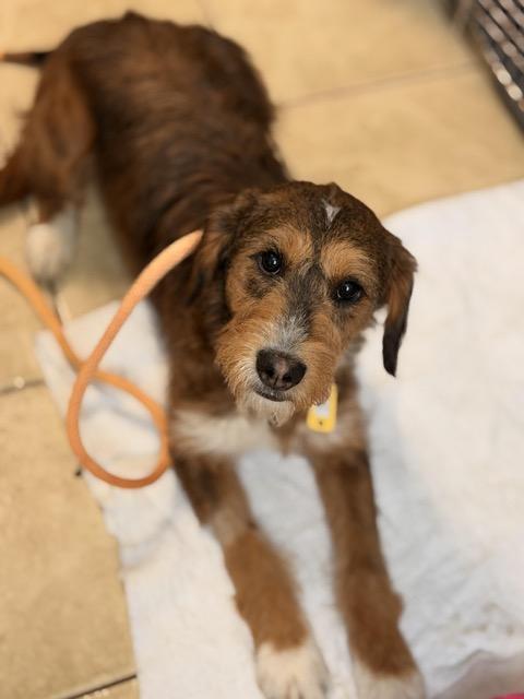 Enlarge Peaches, an adopted mixed breed in Sparta, NJ image 1/5