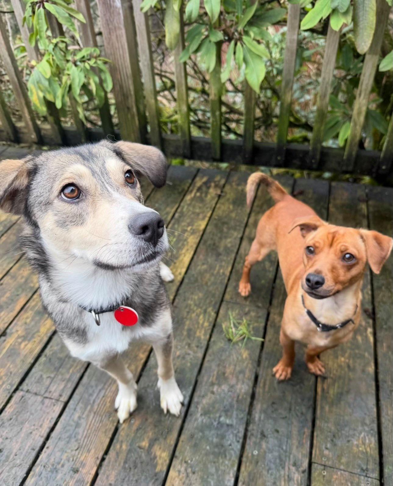 Enlarge Audrey, an adopted Mixed Breed in Portland, OR image 6/6