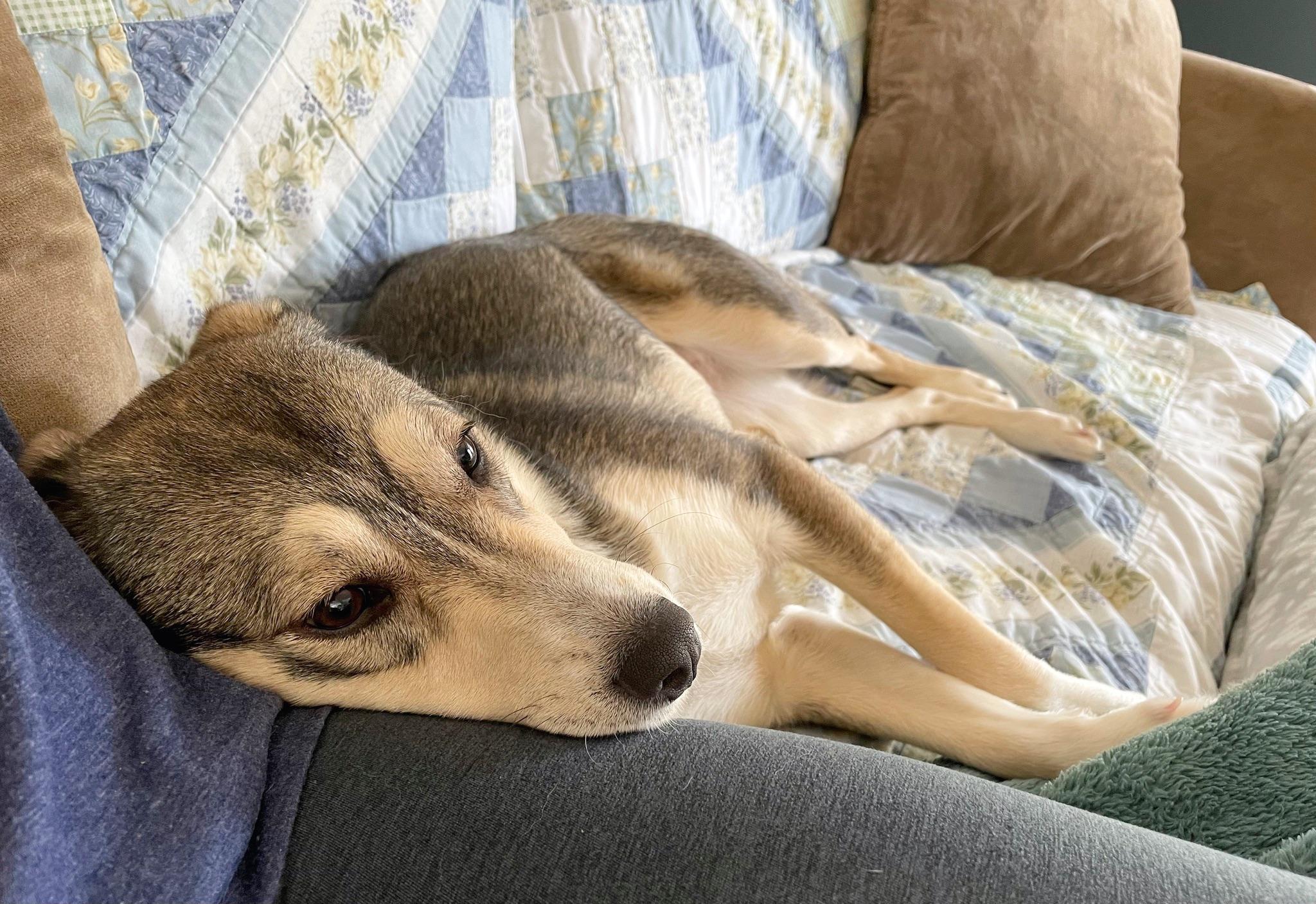 Enlarge Audrey, an adopted Mixed Breed in Portland, OR image 2/6