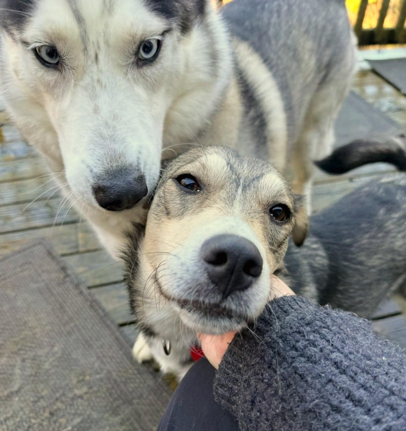 Enlarge Audrey, an adopted Mixed Breed in Portland, OR image 4/6