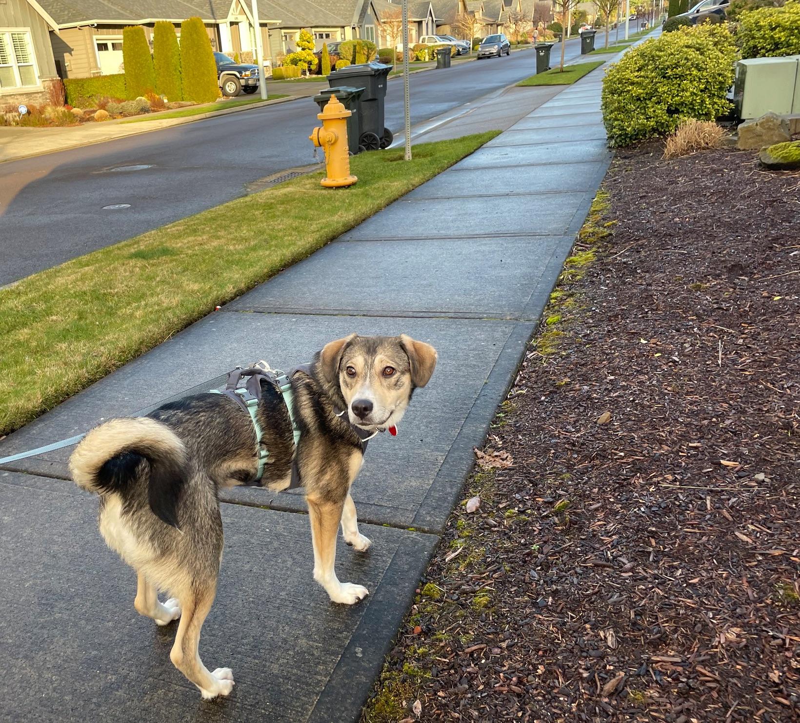 Enlarge Audrey, an adopted Mixed Breed in Portland, OR image 5/6