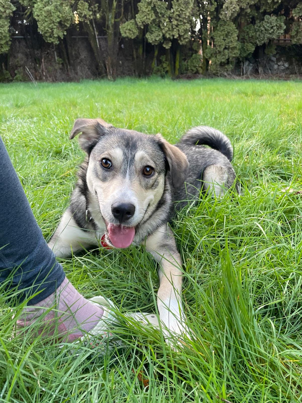 Enlarge Audrey, an adopted Mixed Breed in Portland, OR image 3/6