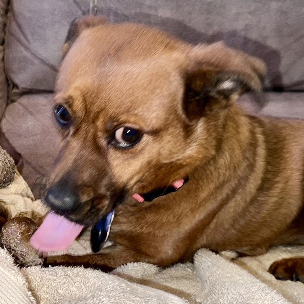 Drama, Adoptable, Adult Female Cardigan Welsh Corgi.