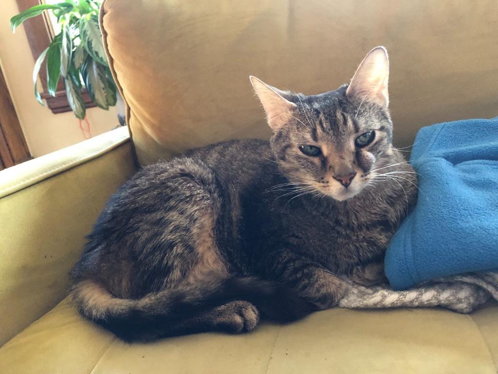 Leroy, Adoptable, Senior Male Domestic Short Hair.